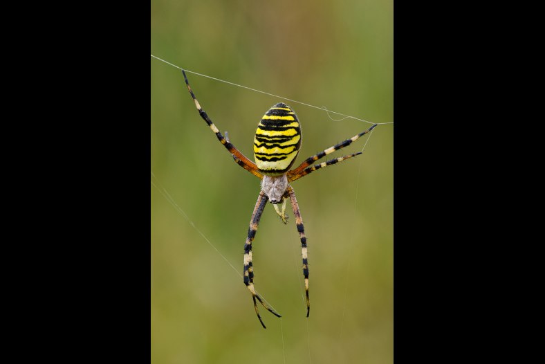 zebra spider waiting for prey
